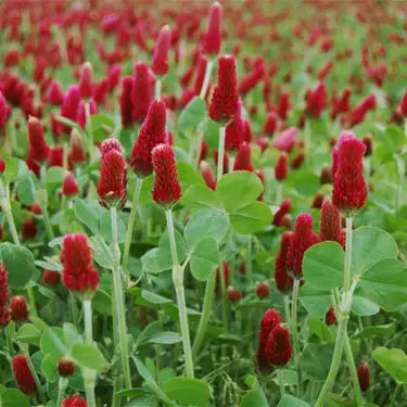Red Clover + Grapefruit Seed