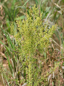 Sweet Wormwood