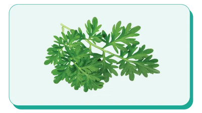 Sweet Wormwood